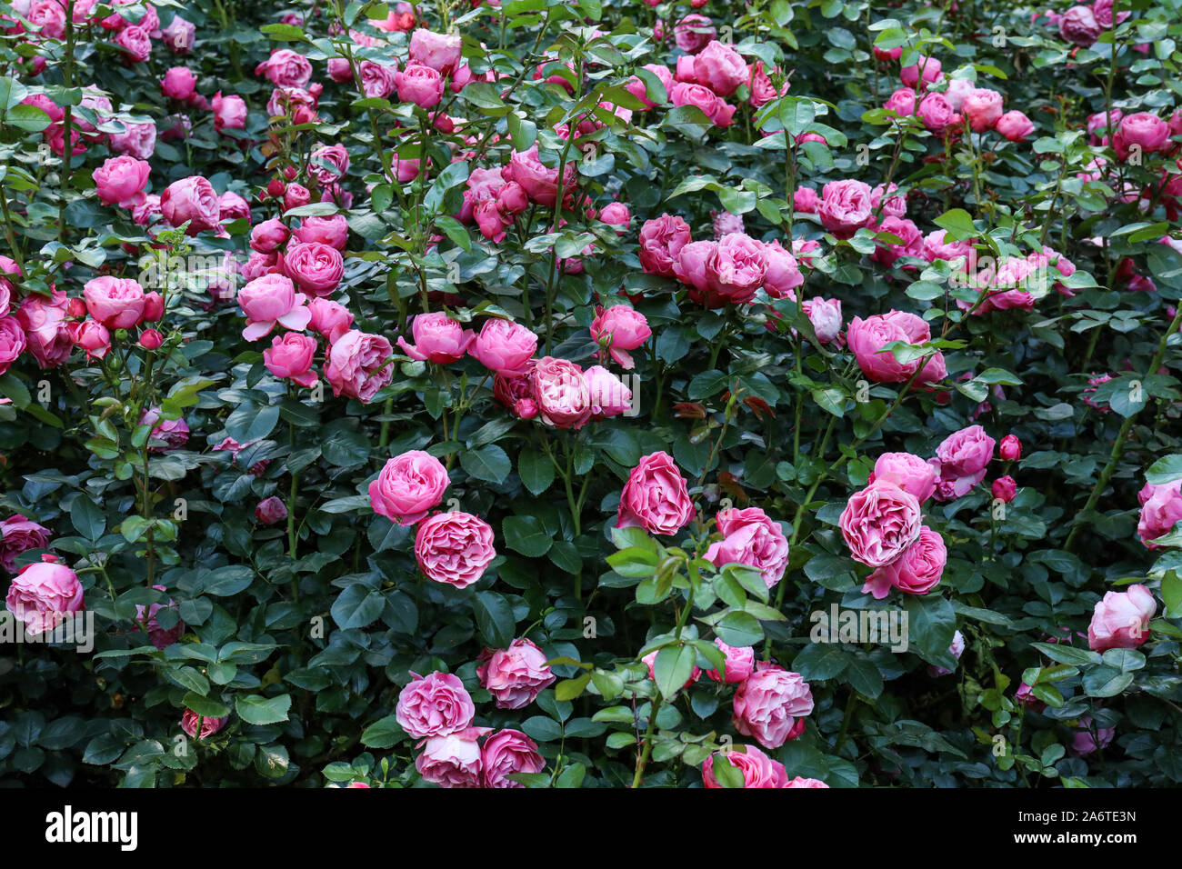 Roses roses Banque D'Images