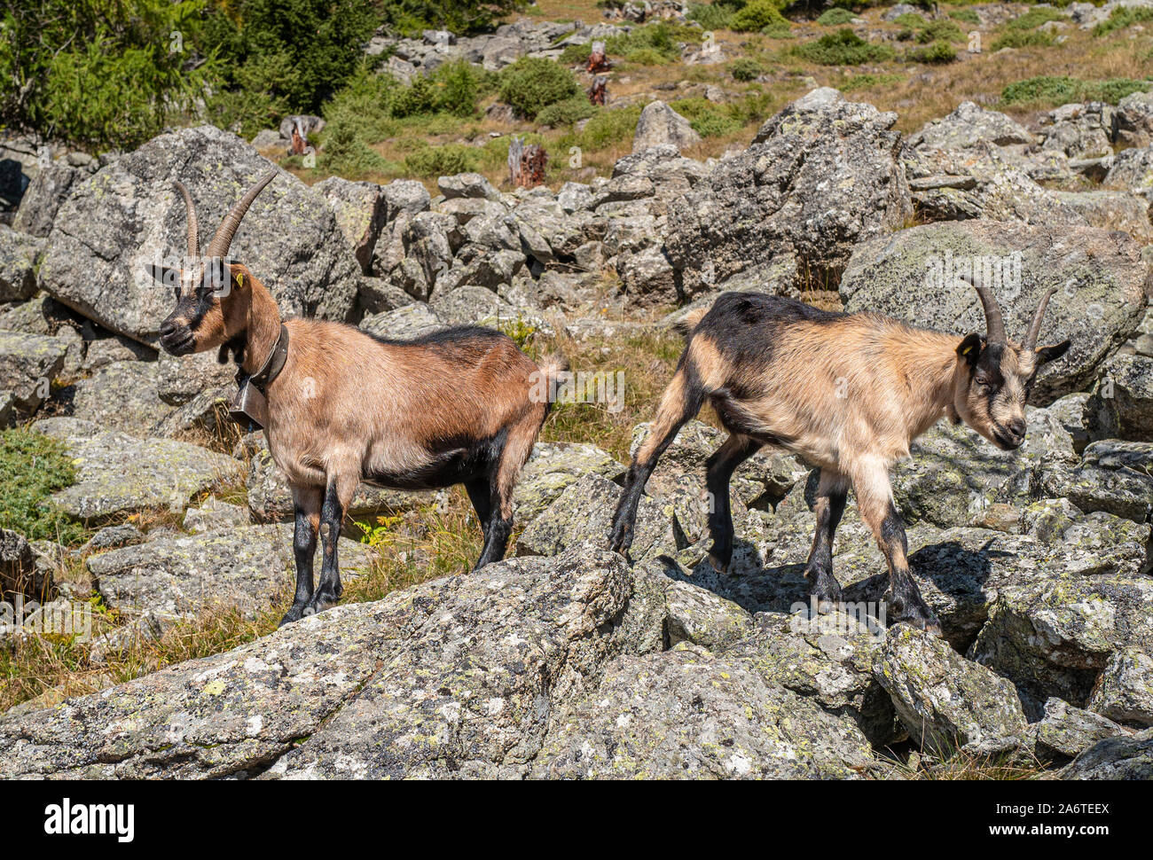 Vue de la chèvre de montagne dans les Alpes du Sud Tyrol en Italie près de Merano Banque D'Images