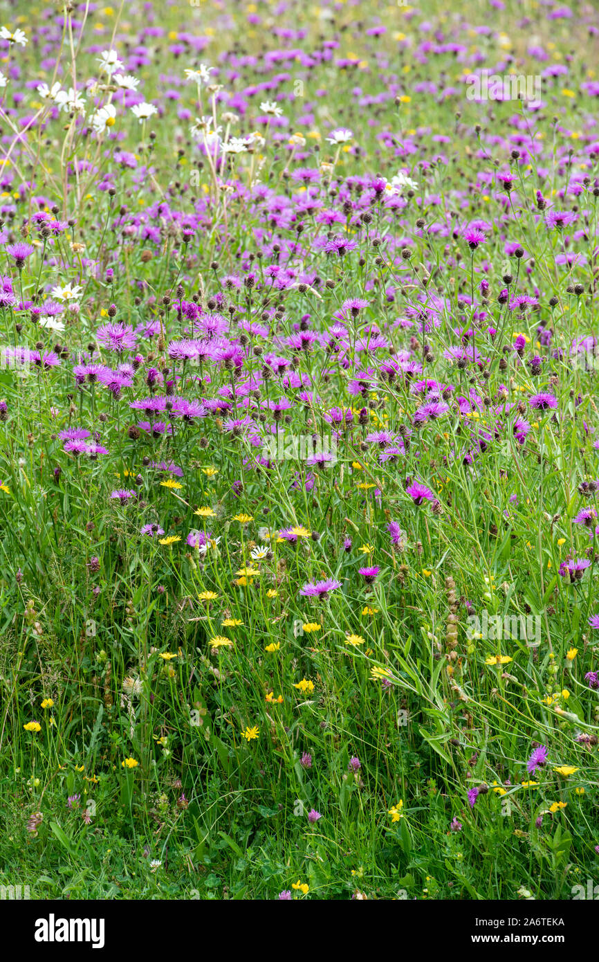 Centaurea nigra. La centaurée noire dans une prairie de fleurs sauvages au RHS Rosemoor, Great Torrington, Devon, Angleterre Banque D'Images