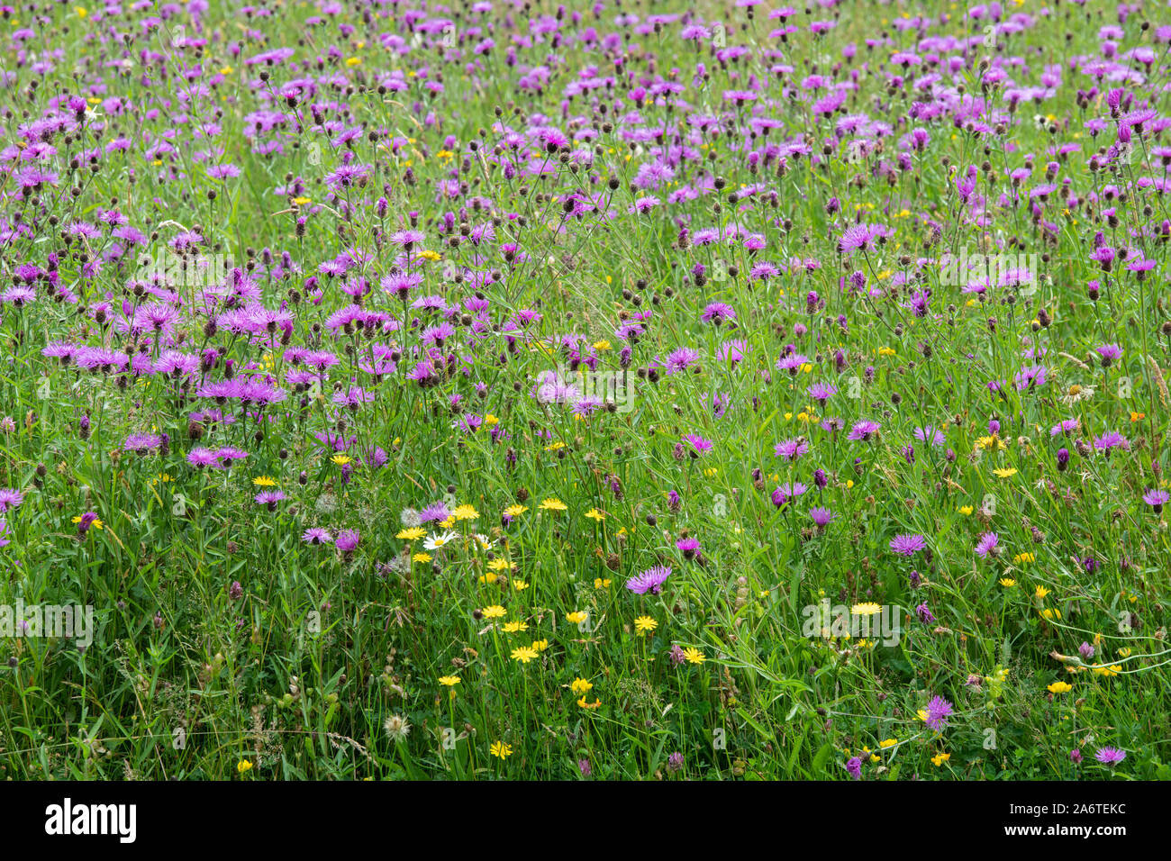 Centaurea nigra. La centaurée noire dans une prairie de fleurs sauvages au RHS Rosemoor, Great Torrington, Devon, Angleterre Banque D'Images