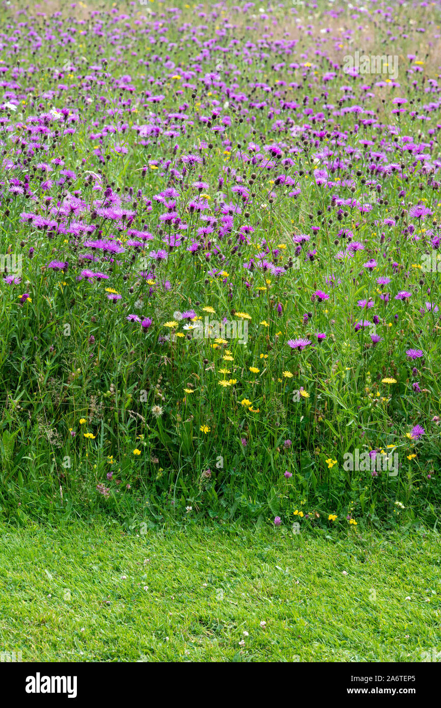 Centaurea nigra. La centaurée noire dans une prairie de fleurs sauvages au RHS Rosemoor, Great Torrington, Devon, Angleterre Banque D'Images