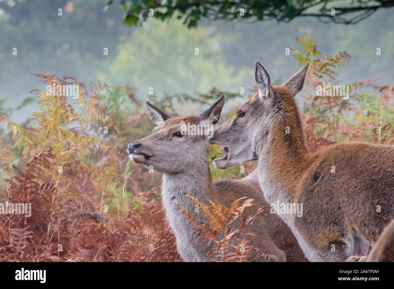 Un cerf de Virginie signale un avertissement tandis qu'un autre regarde avec vigilance dans les hautes fougères en début de matinée dans un parc de Londres Banque D'Images