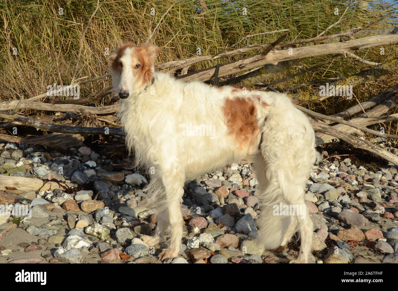 Barzoi à Golden et whitecolors se dresse sur une plage de Stoney Banque D'Images