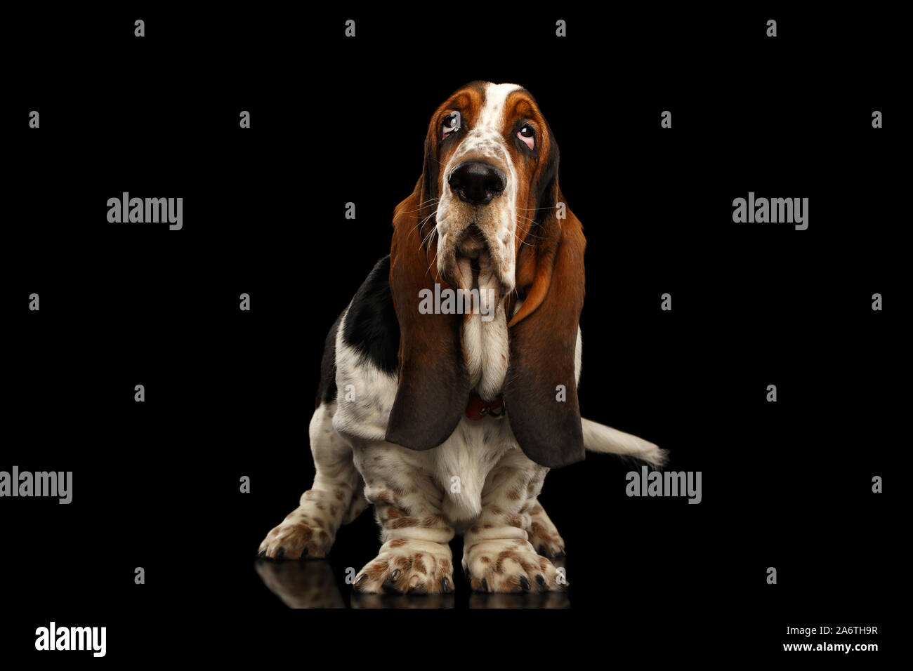 Funny Basset Hound Dog Standing et semble indifférent isolées sur fond noir, Stare up Banque D'Images