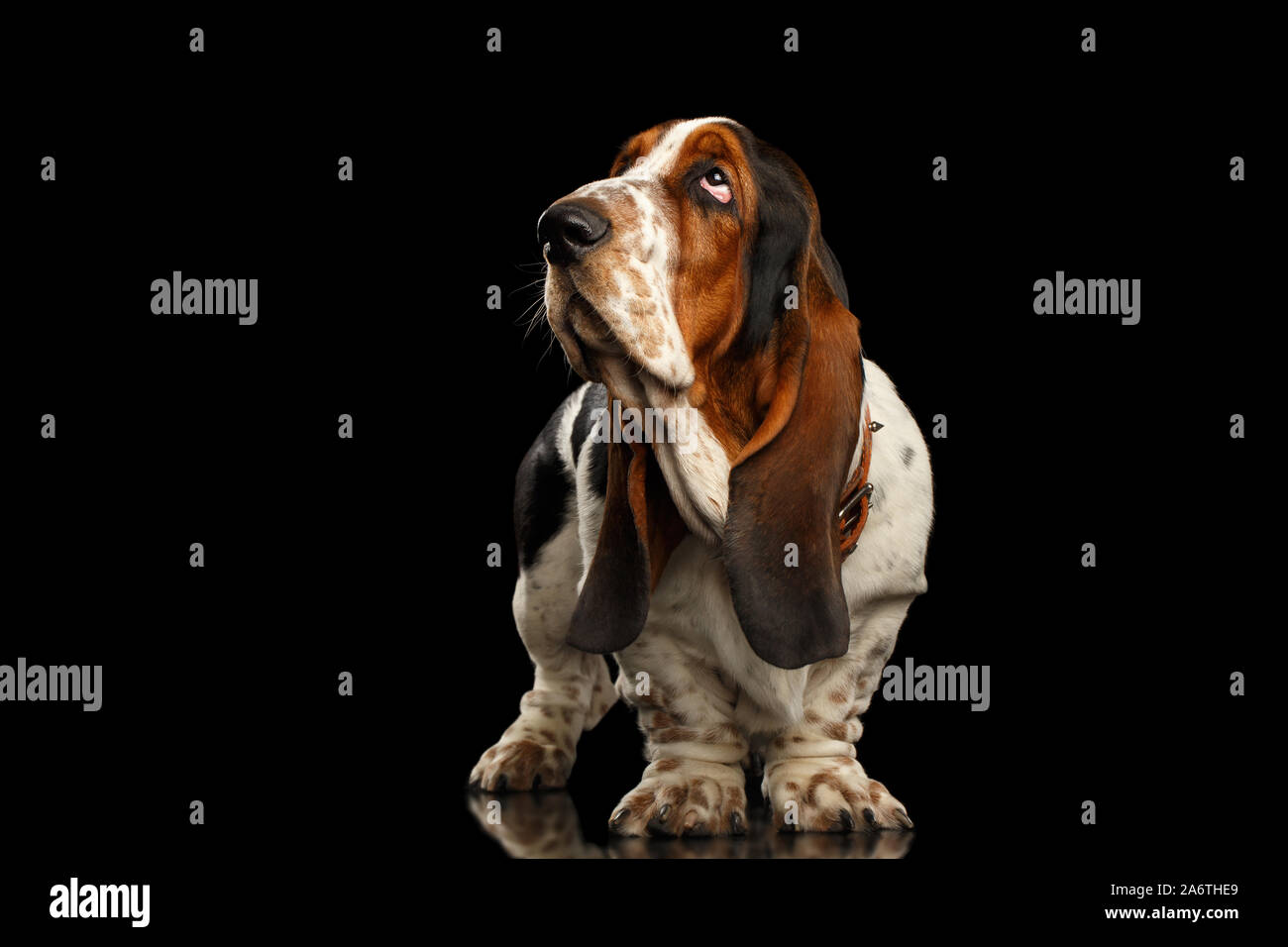 Funny Basset Hound Dog Standing et semble indifférent isolées sur fond noir, side view Banque D'Images