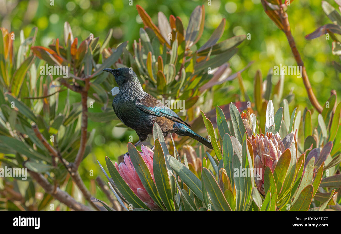 Tui perché sur protea Banque D'Images