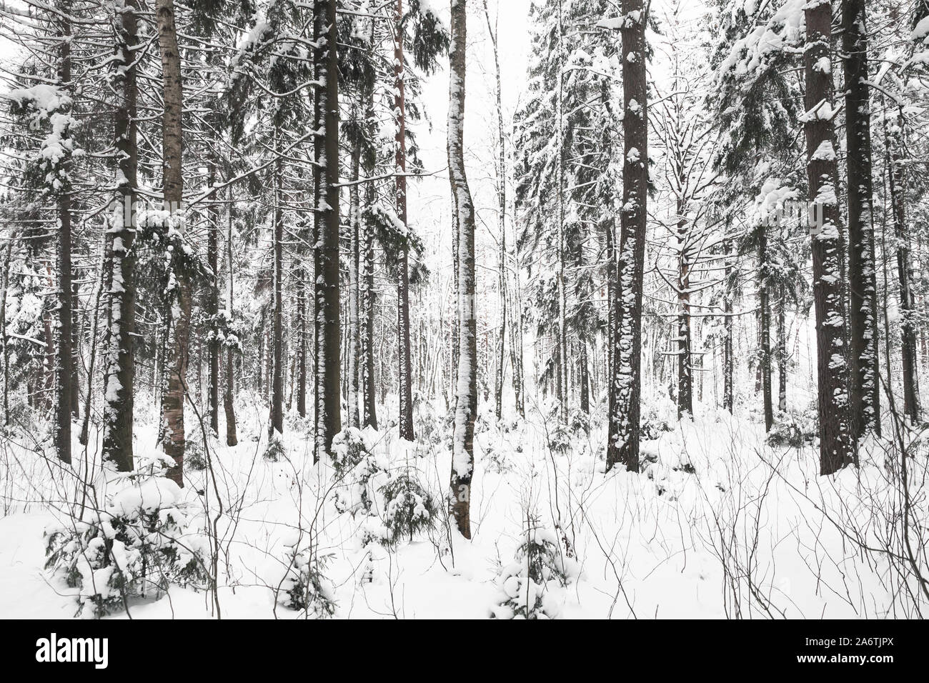 Froid vide la forêt enneigée, paysage d'hiver à jour. Contexte photo Banque D'Images