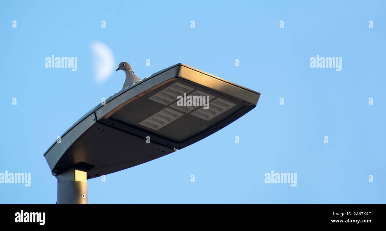 Pigeon perché sur lampadaire contre ciel bleu clair et la lune à la lumière du jour dans la région de Murcia, Espagne, 2019. Banque D'Images
