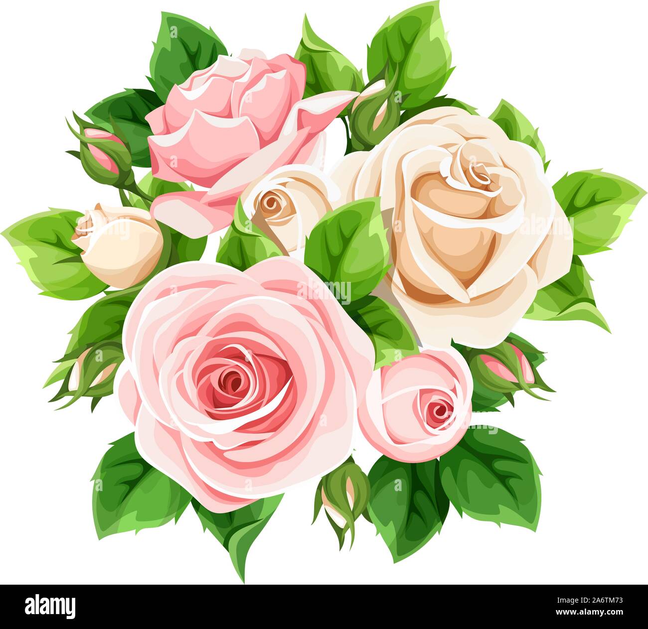 Roses rose et blanc vecteur isolé sur un fond blanc. Illustration de Vecteur