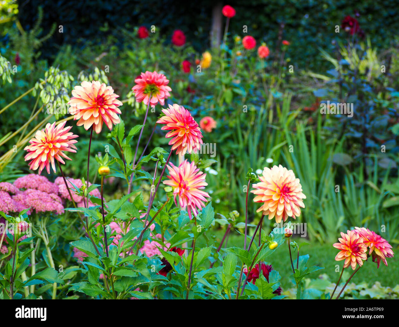 Dahlia 'Julie' à Chenies Manor garden. Un coin du jardin en contrebas ; une partie de la frontière herbacées en terrasses afficher à la fin de l'été. Banque D'Images