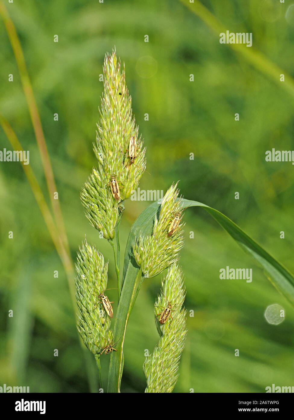 6 spécimens de Stenotus binotatus un insecte plante se nourrissant sur la maturation des graines d'herbe verte de prairie en plein soleil -Cumbria,Angleterre,Royaume-Uni Banque D'Images
