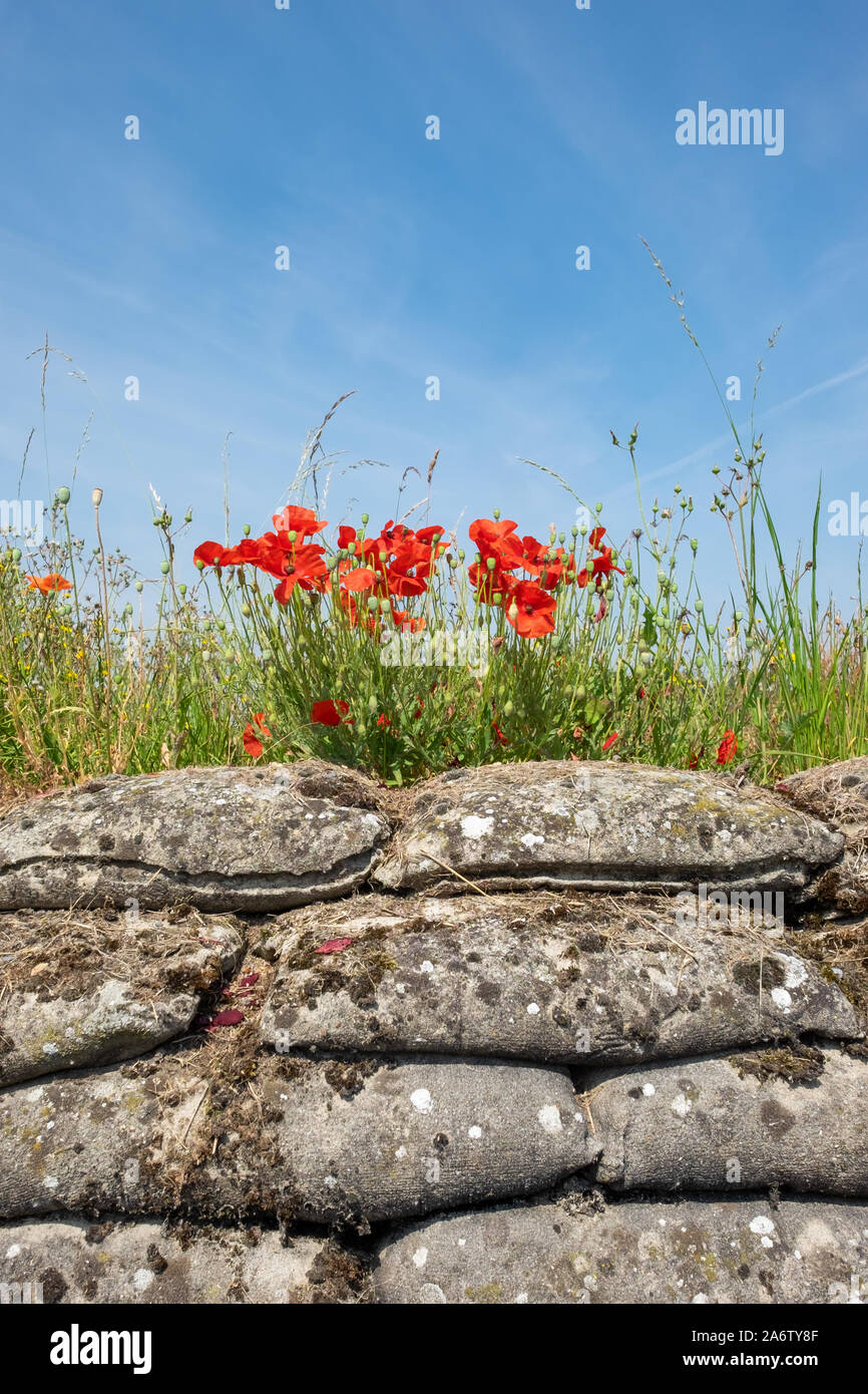 Close-up de sable et des coquelicots dans les tranchées de la Première Guerre mondiale, connu sous le nom de tranchée de la mort (Dodengang). Situé à proximité de Diskmuide, Flandre orientale, Belgique Banque D'Images