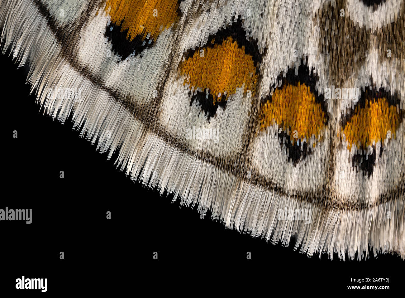 Commune de papillon bleu, Polyommatus Icarus, Puktörneblåvinge Banque D'Images