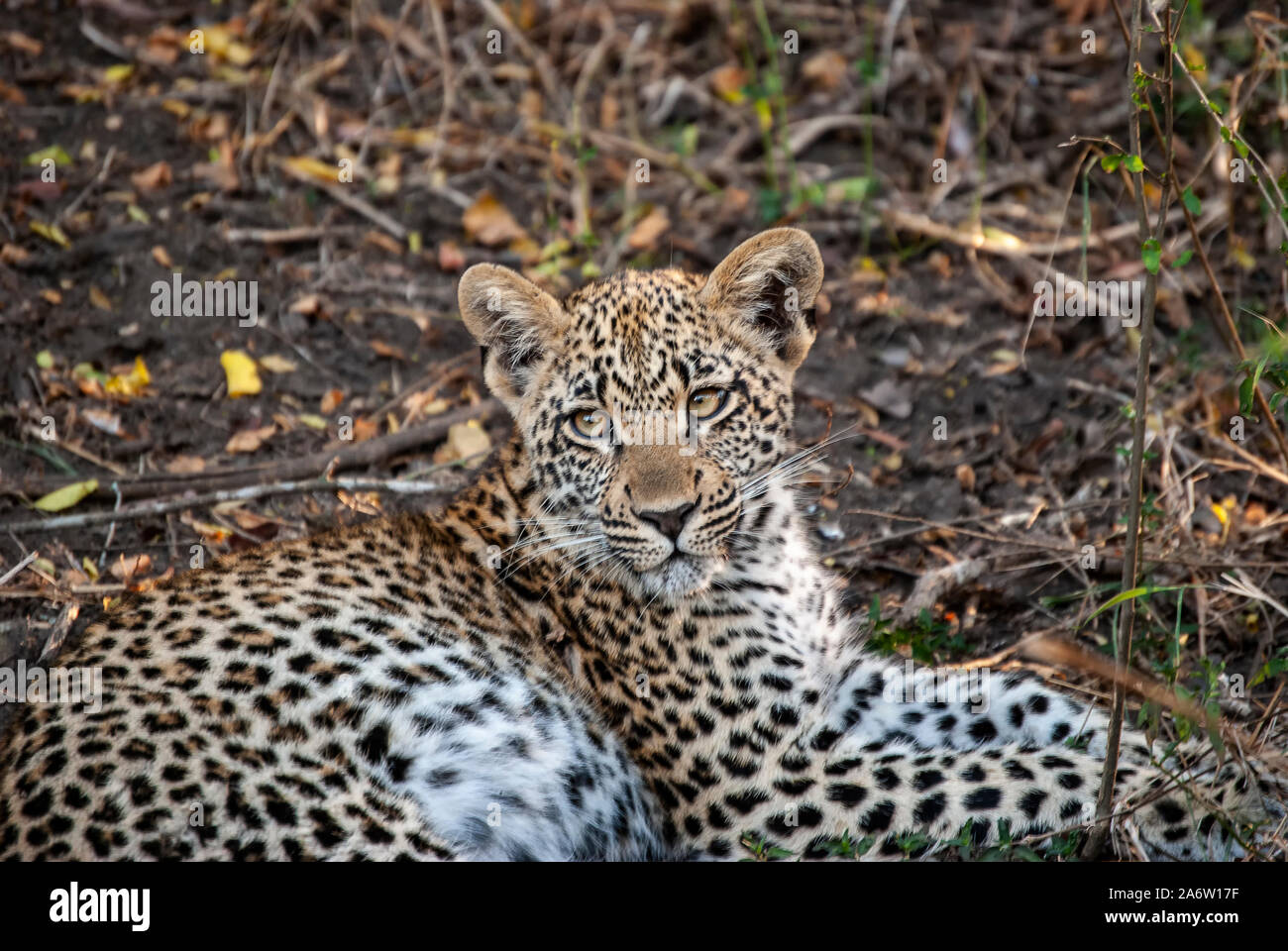 Un Léopard (Panthera pardus) reposant Banque D'Images