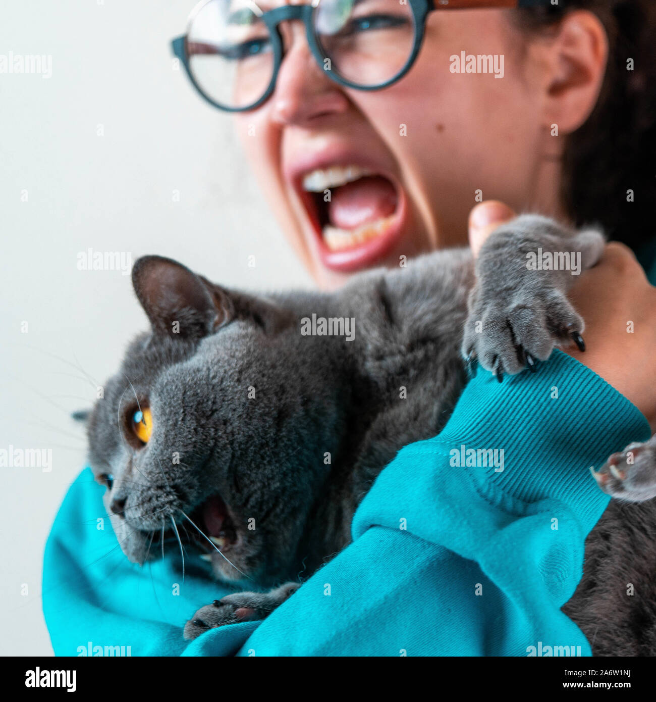La agressive sauvage chat gris et les jeunes femme en colère sur fond blanc à côté Banque D'Images