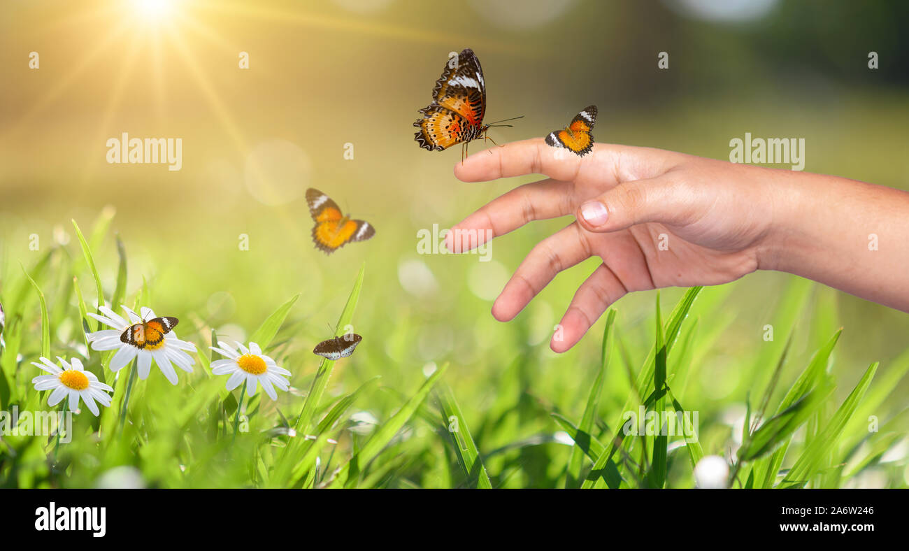 Un papillon s'appuie sur une main entre la lumière d'or champs de fleurs dans la soirée Banque D'Images