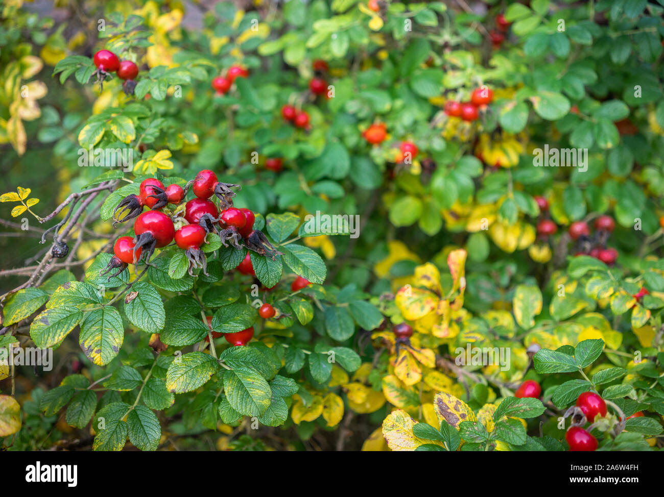 Rosa rugosa rose hip bush durant l'automne avec les hanches de couleur rouge vif dans un jardin en Angleterre, Royaume-Uni Banque D'Images