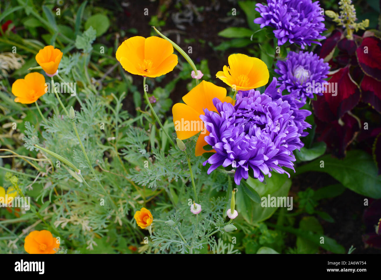 Pavot de californie Eschscholzia californica - - purple asters et grandir ensemble dans une jolie fleur double Banque D'Images
