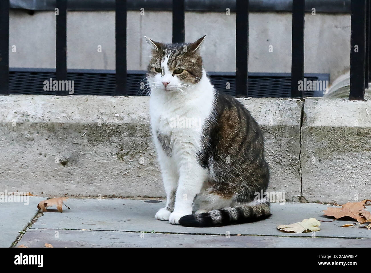 28 octobre 2019, Londres, Royaume-Uni : Larry, le 10 Downing Street cat et Chef du Bureau du Cabinet à Mouser est vue à Downing Street. (Crédit Image : © Steve Taylor/SOPA des images à l'aide de Zuma sur le fil) Banque D'Images