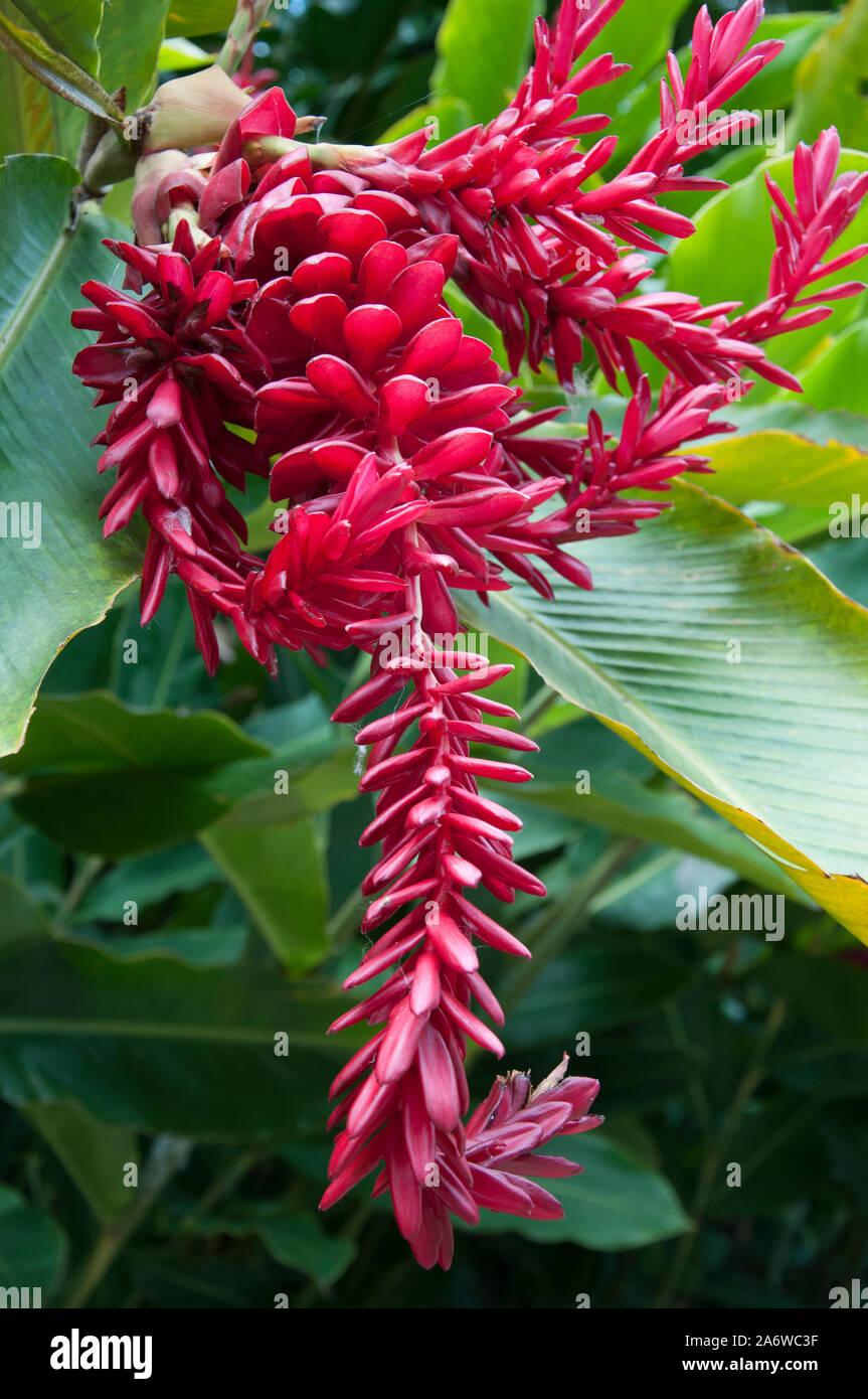 La floraison des plantes tropicales, Cairns Botanic Gardens, North Queensland, Australie Banque D'Images La floraison des plantes tropicales, Cairns Botanic Gardens, North Queensland, Australie Banque D'Images