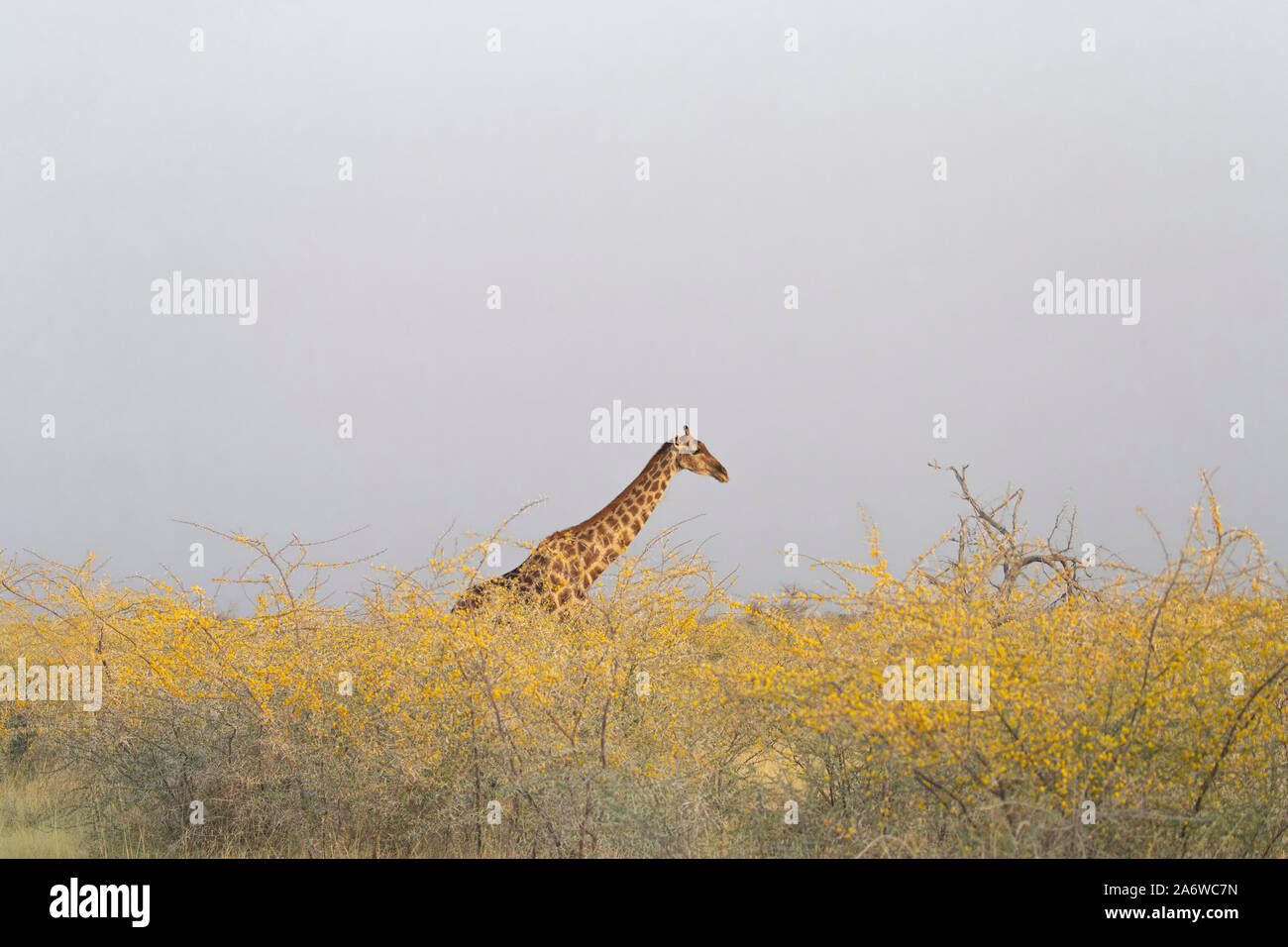 Girafe (Giraffa camelopardis) dans le parc national d'Etosha, Namibie Banque D'Images