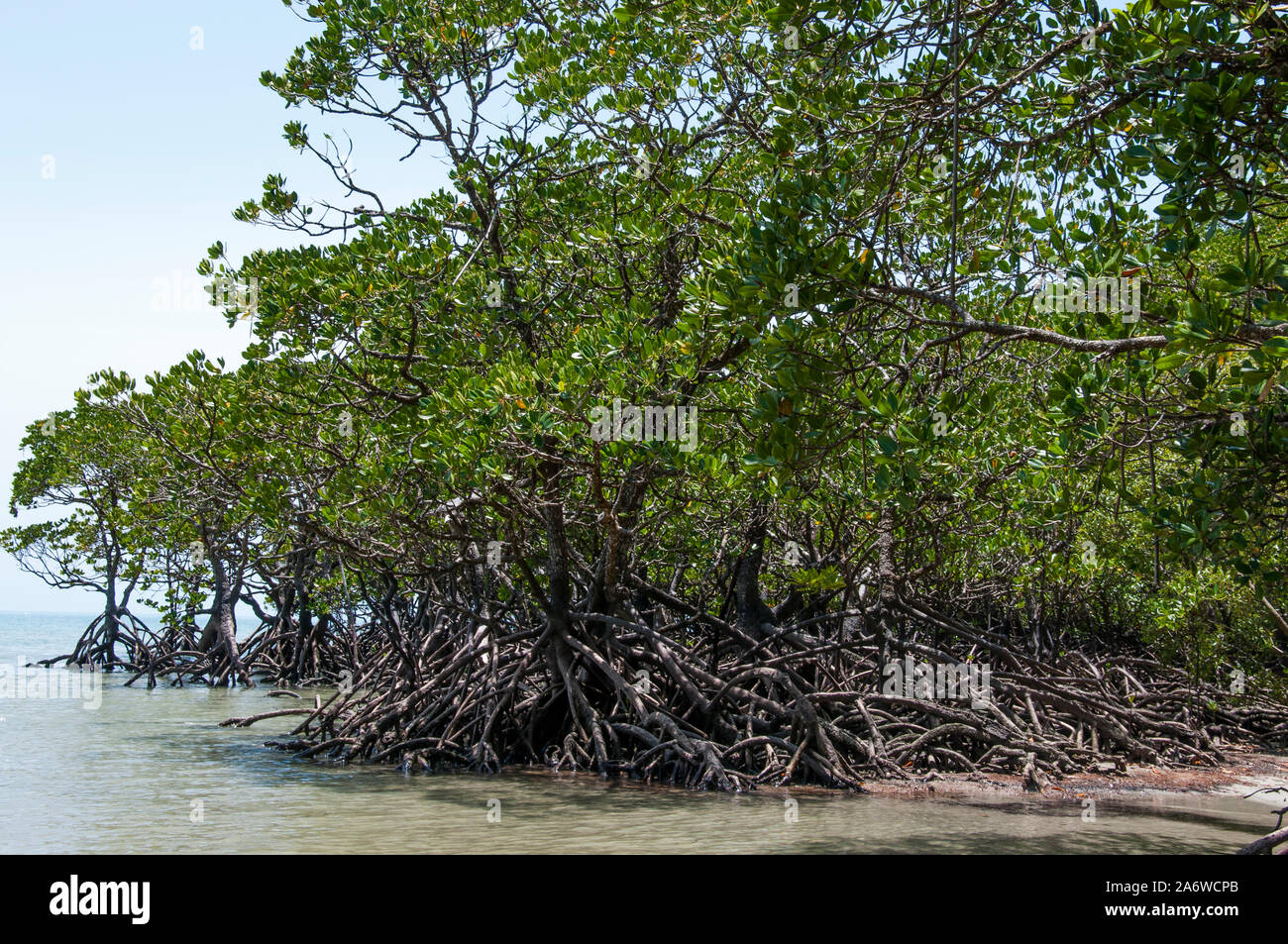Plage à Cape Tribulation, Daintree National Park, North Queensland, Australie - des racines aériennes des mangroves Banque D'Images