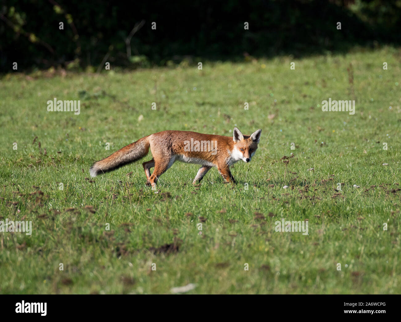 Renard roux, Vulpes vulpes, dans la nature. Surrey, UK 2019 Banque D'Images