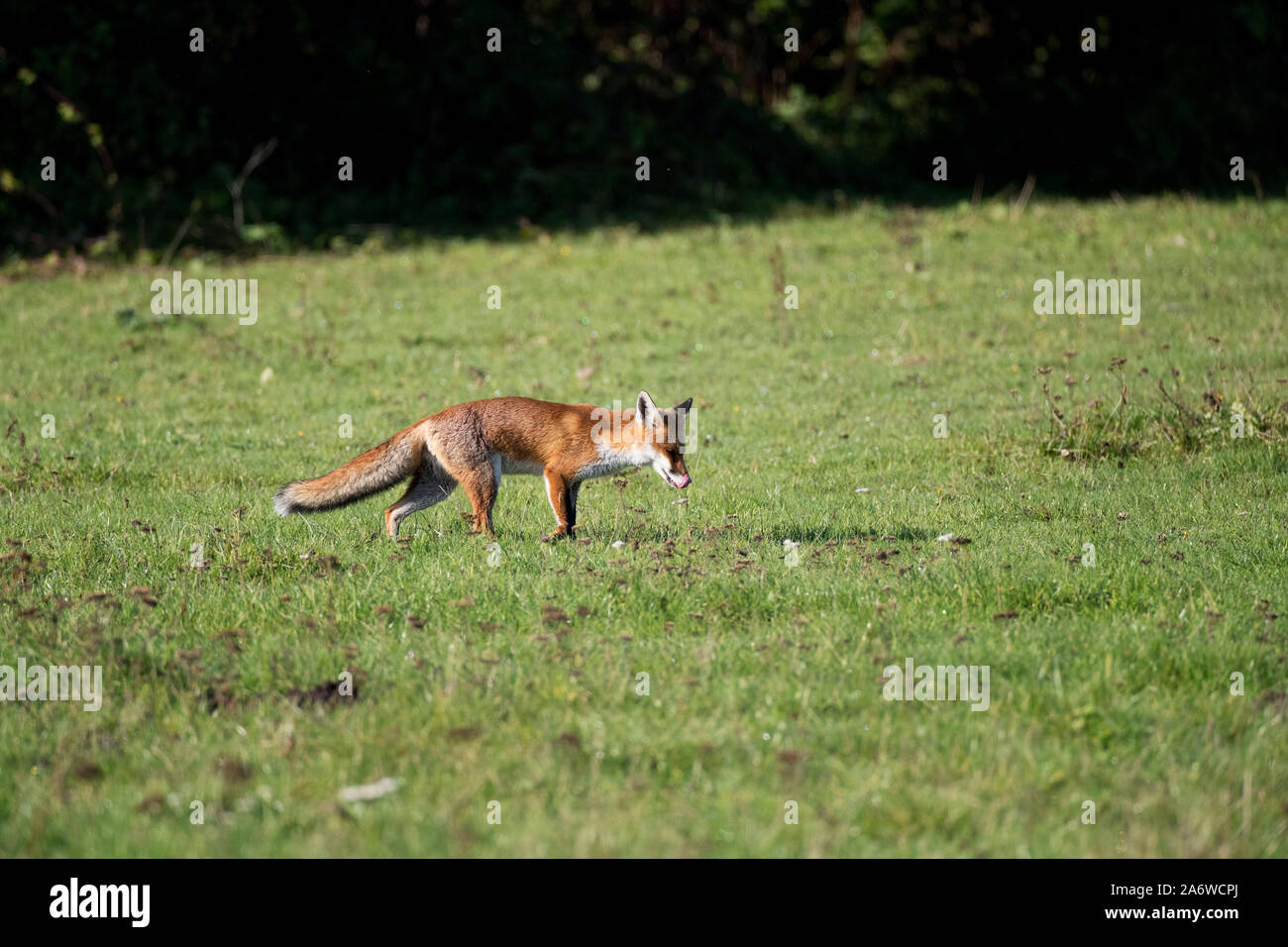Renard roux, Vulpes vulpes, dans la nature. Surrey, UK 2019 Banque D'Images