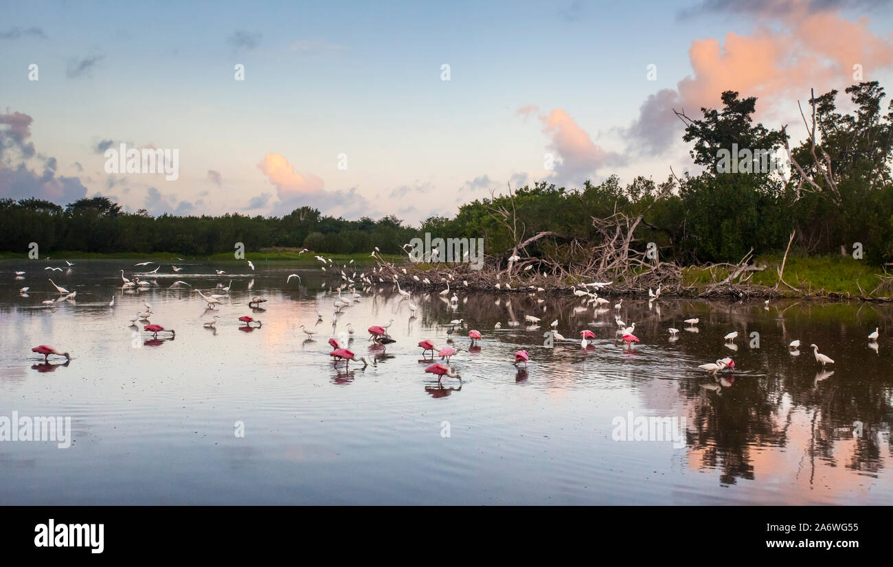 Sterne de spatules, les grandes aigrettes et les aigrettes neigeuses, le Parc National des Everglades, en Floride, aux États-Unis. Banque D'Images