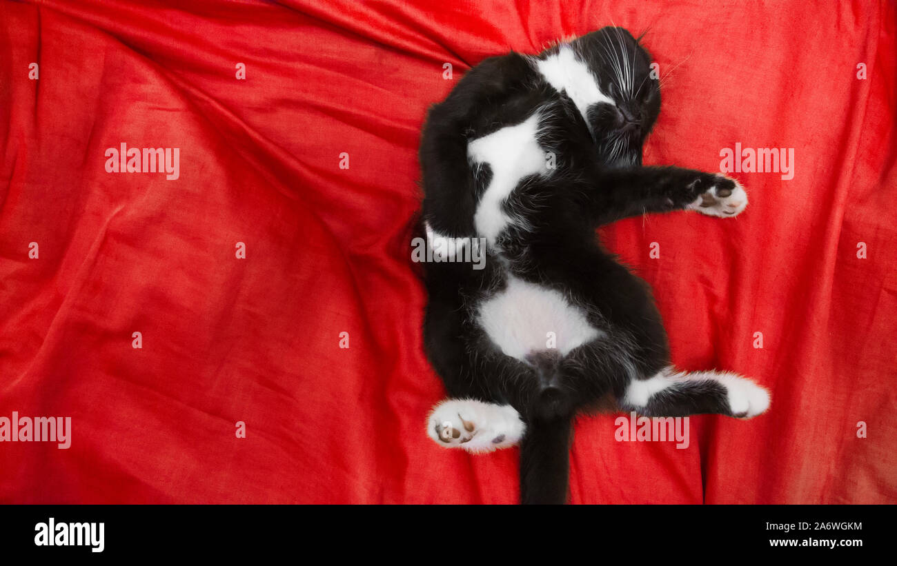 Mignon chaton noir et blanc sont la pose sur les soie rouge. Convient pour toute utilisation purtrose Banque D'Images