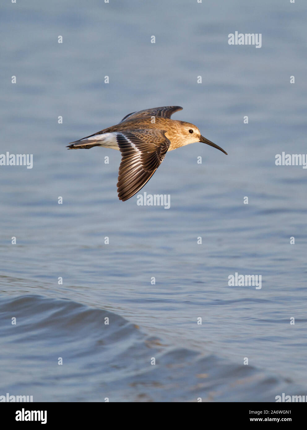 Le Bécasseau variable (Calidris alpina) en vol, Bunche beach, Fort Myers, Floride, USA Banque D'Images