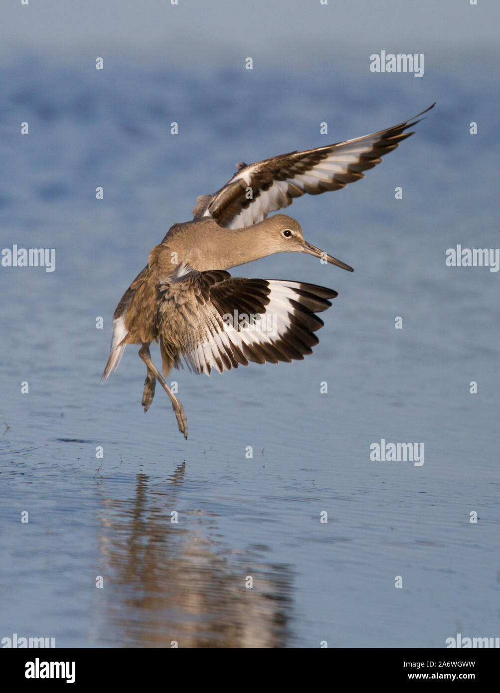 Willet (Tringa semipalmata) à l'atterrissage en vol, Bunch Beach, fort Myers, Floride, États-Unis. Banque D'Images