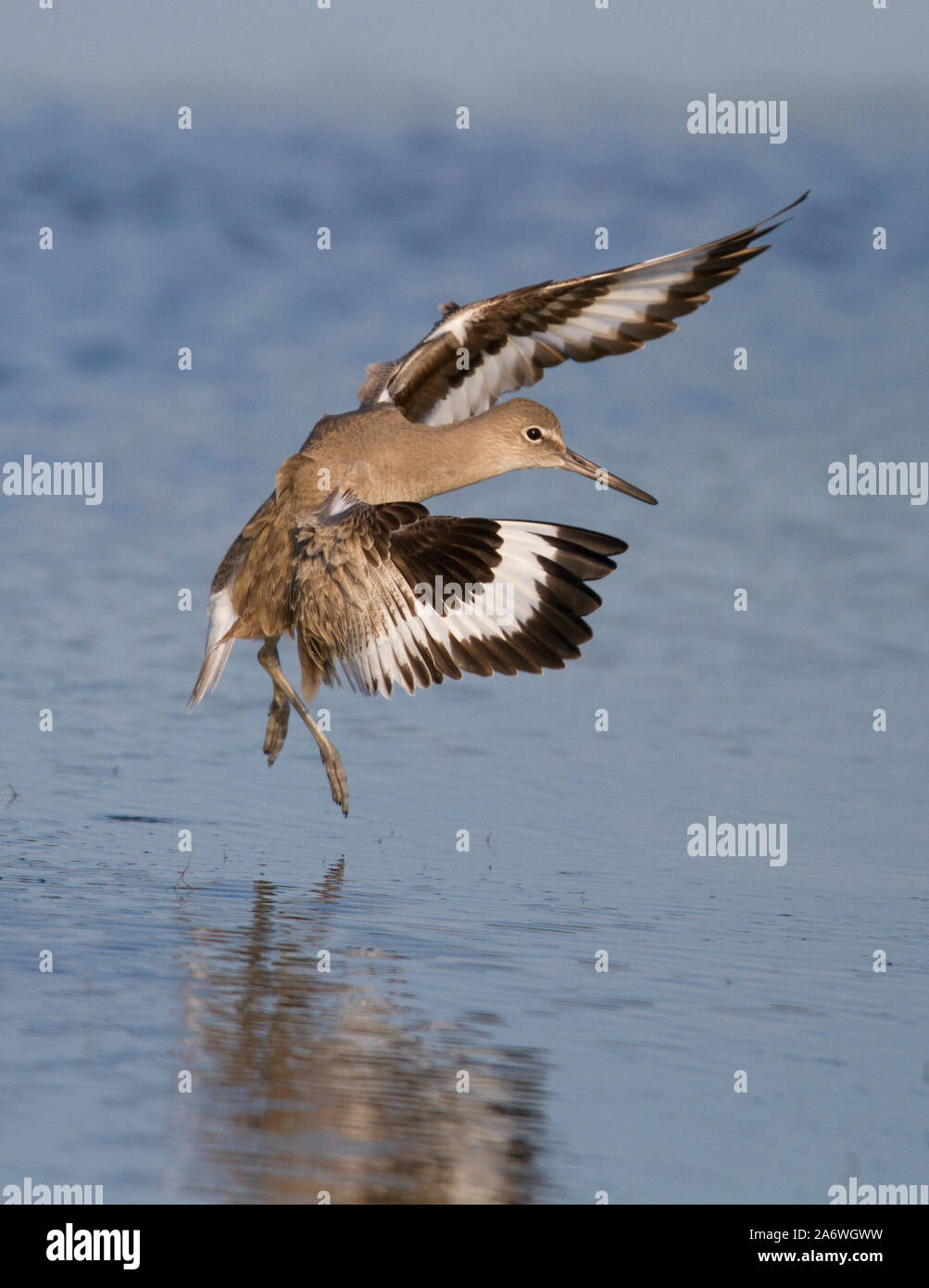 Willet (Tringa semipalmata) en vol, Bunch Beach, Fort Myers, Floride, USA. Banque D'Images