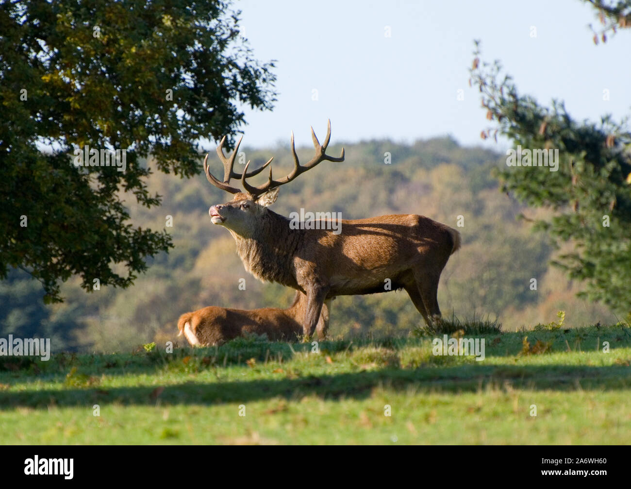 Homme Red Deer Stag (Cervus elaphus) pendant la saison du rut à Bradgate Park, Leicestershire, UK Banque D'Images