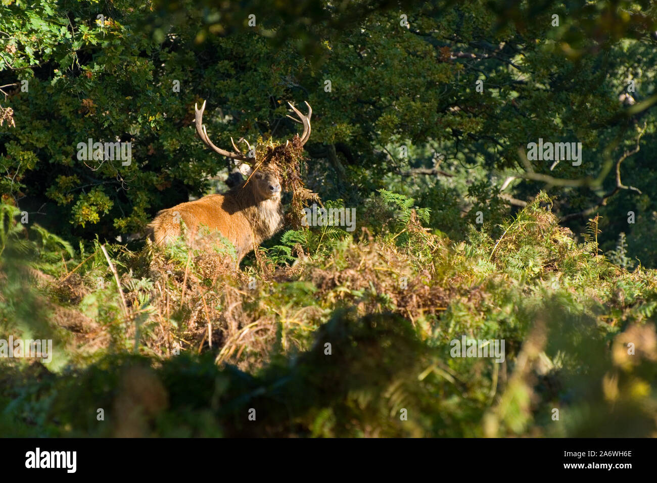 Homme Red Deer Stag (Cervus elaphus) pendant la saison du rut à Bradgate Park, Leicestershire, UK Banque D'Images