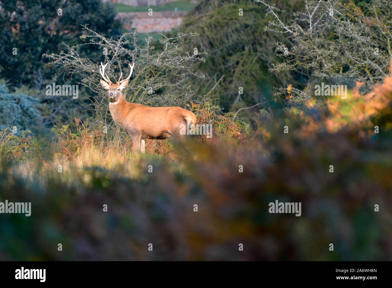 Homme Red Deer Stag (Cervus elaphus) pendant la saison du rut à Bradgate Park, Leicestershire, UK Banque D'Images