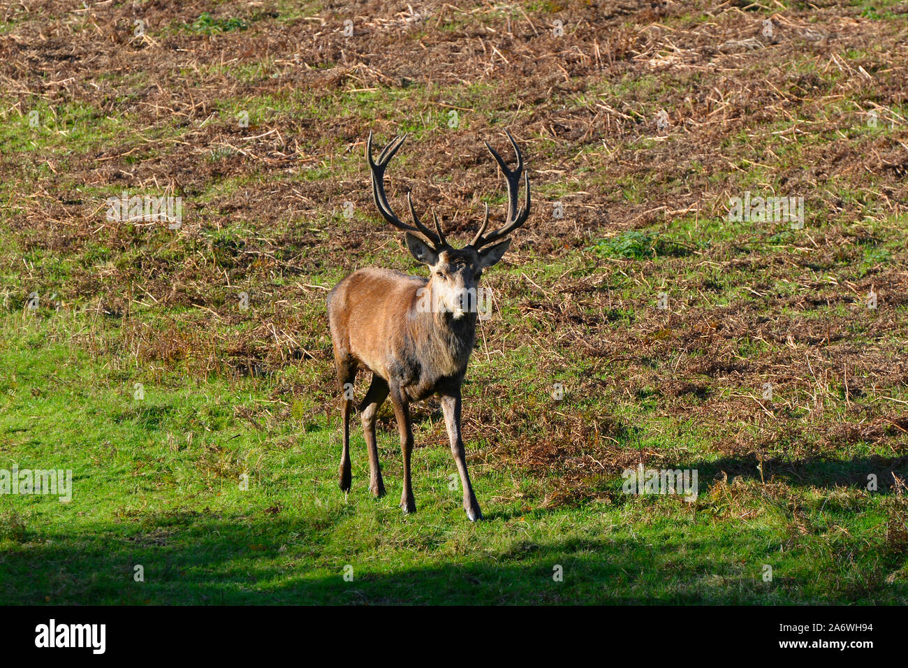 Homme Red Deer Stag (Cervus elaphus) pendant la saison du rut à Bradgate Park, Leicestershire, UK Banque D'Images