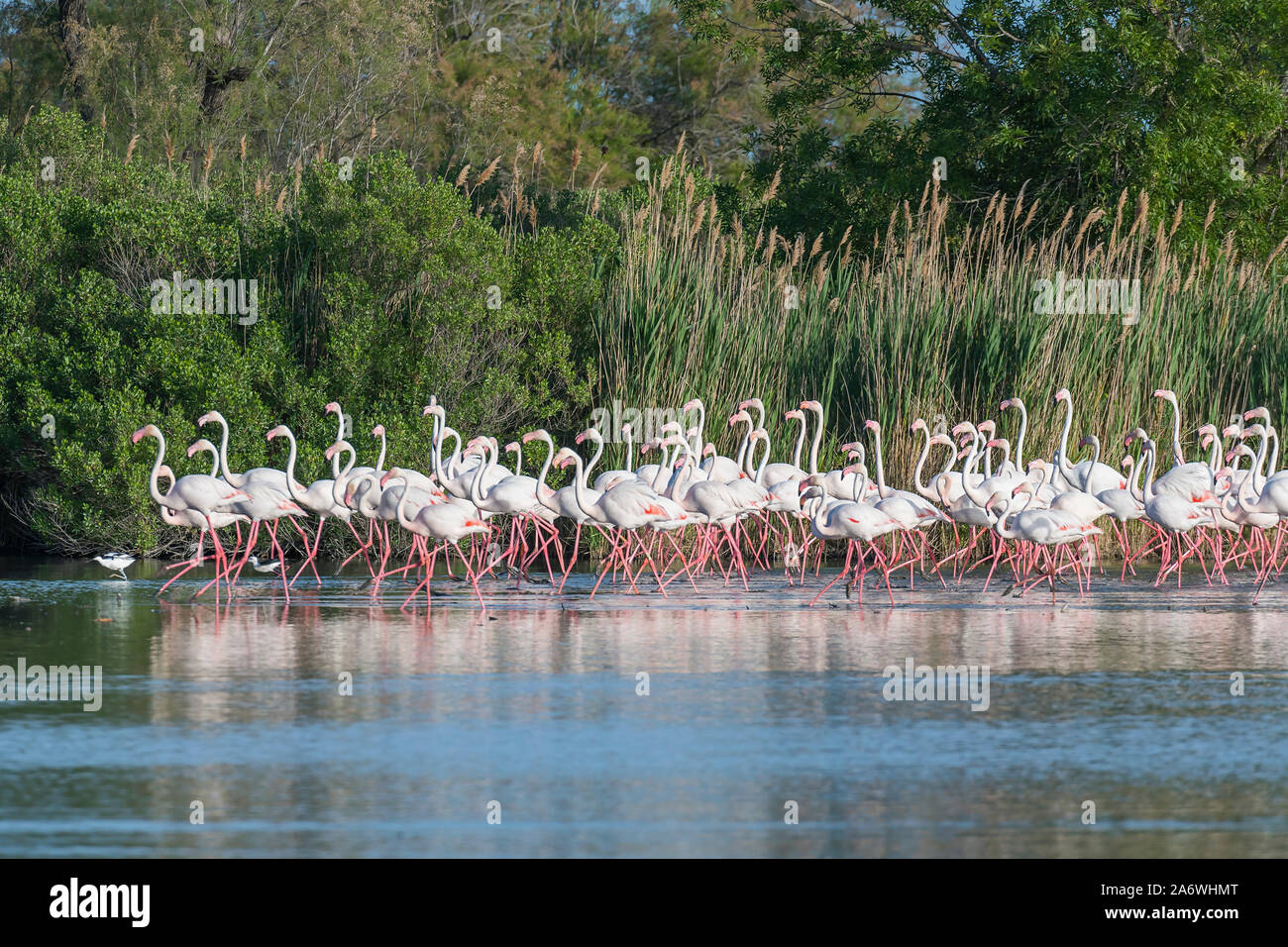 Plus de flamants roses (Phoenicopterus roseus), Camargue, France, début mai, par Dominique Braud/Dembinsky Assoc Photo Banque D'Images