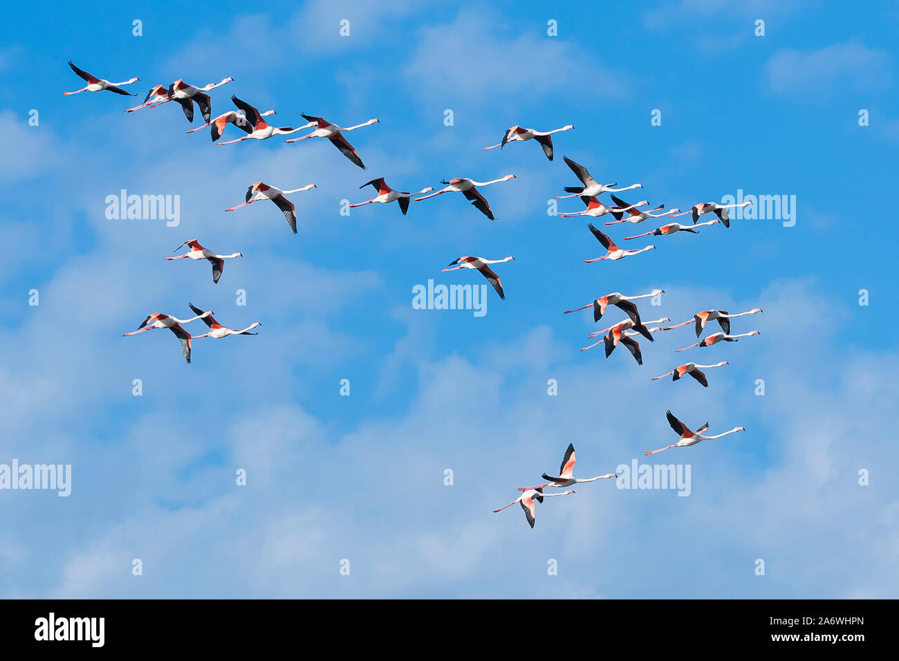 Plus de flamants roses (Phoenicopterus roseus en vol), Camargue, début mai, la France, par Dominique Braud/Dembinsky Assoc Photo Banque D'Images