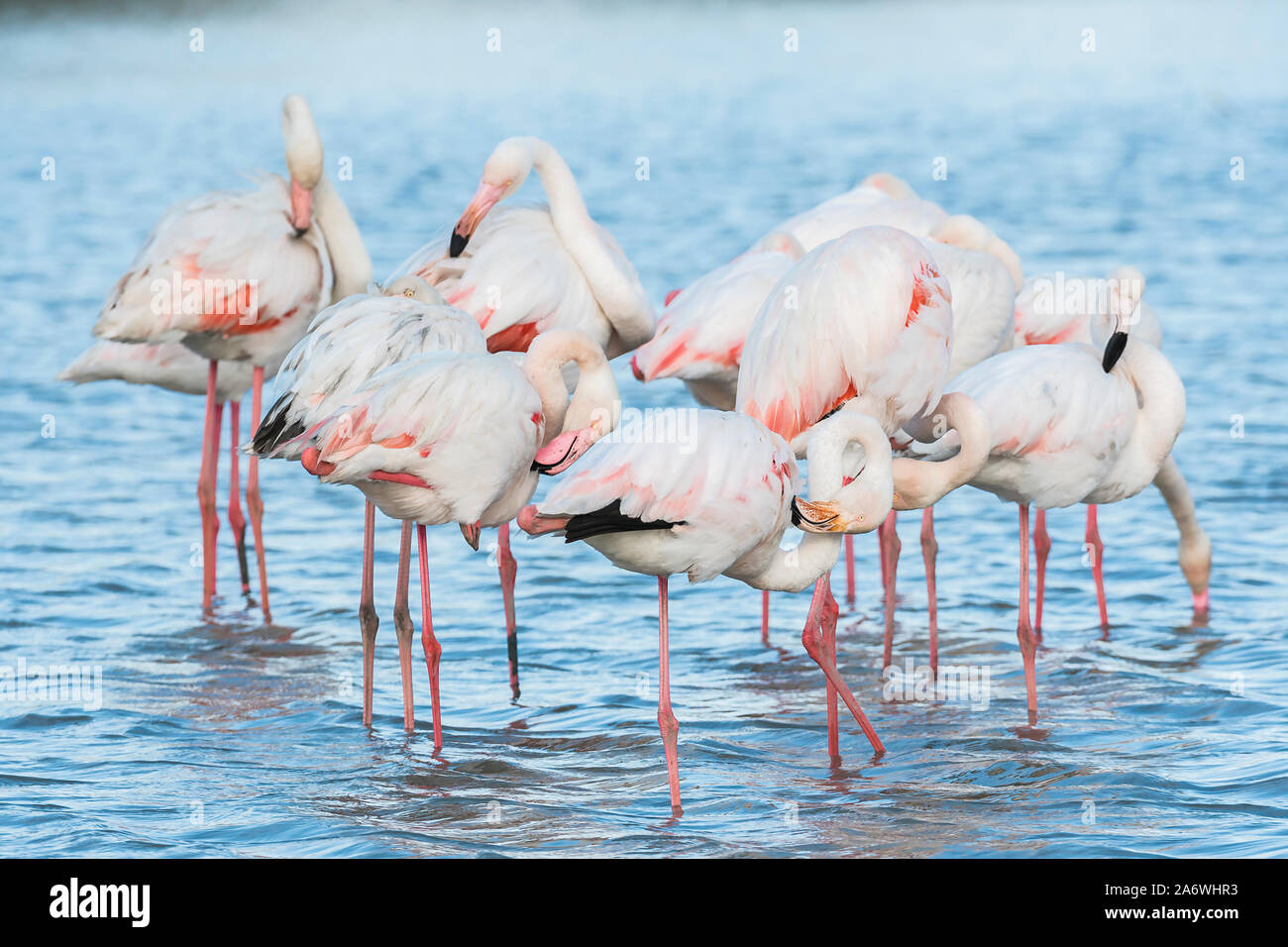 Plus de flamants roses (Phoenicopterus roseus) alimentation, Camargue, France, début mai, par Dominique Braud/Dembinsky Assoc Photo Banque D'Images