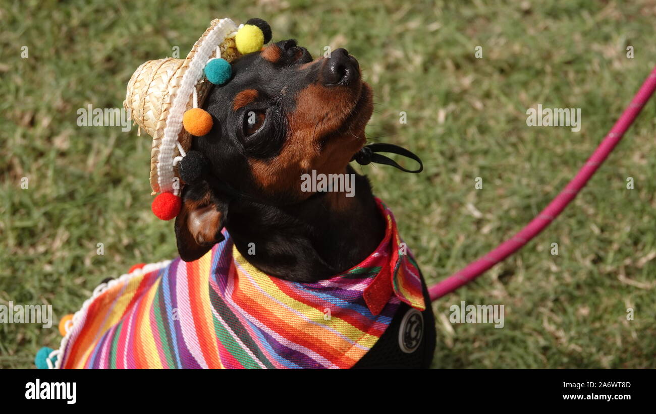 Mignon chien chihuahua brun et noir habillés en costume traditionnel mexicain, avec un poncho à rayures et d'un sombrero chapeau. Banque D'Images