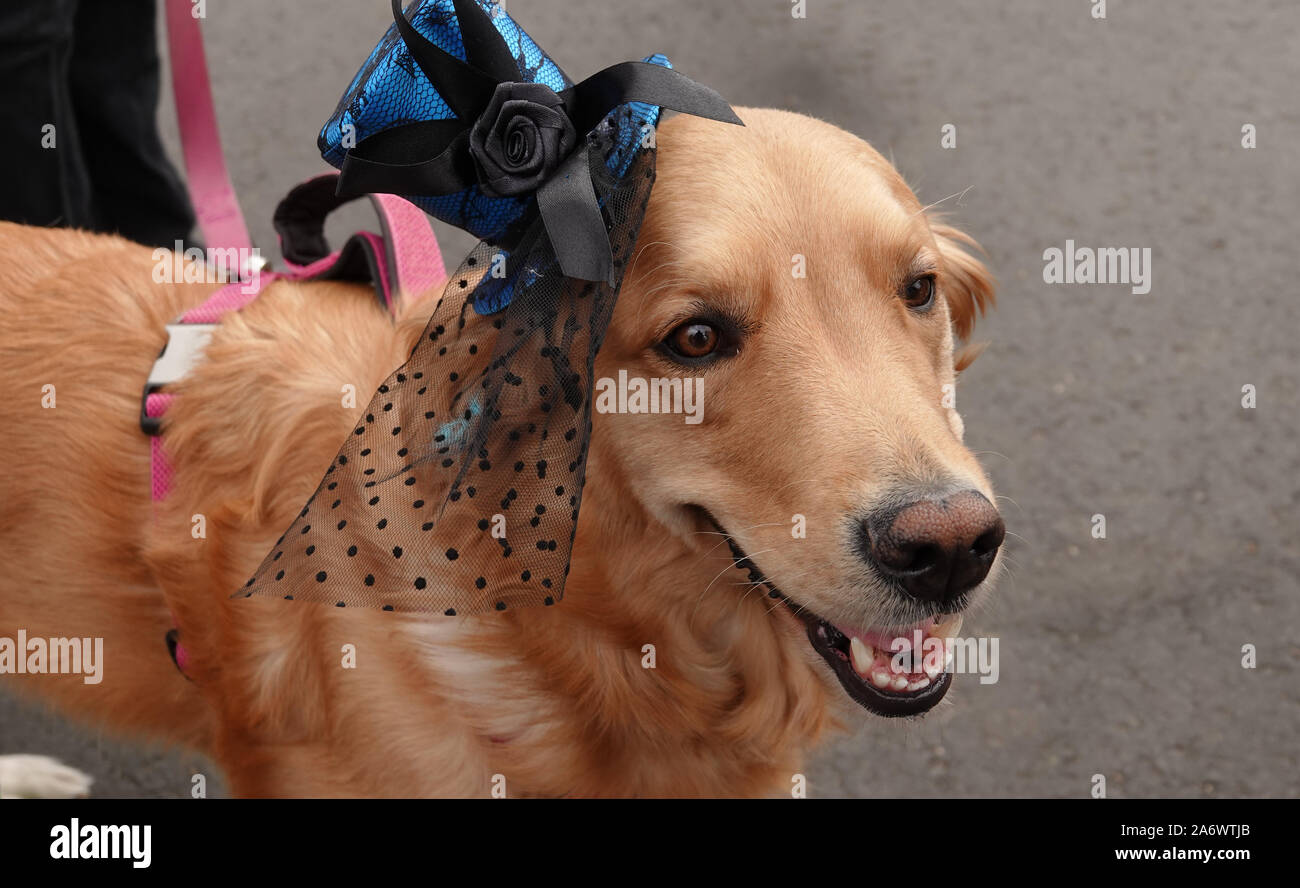 Close up of a Golden Retriever dog wearing a fancy lady's hat avec un voile. Banque D'Images