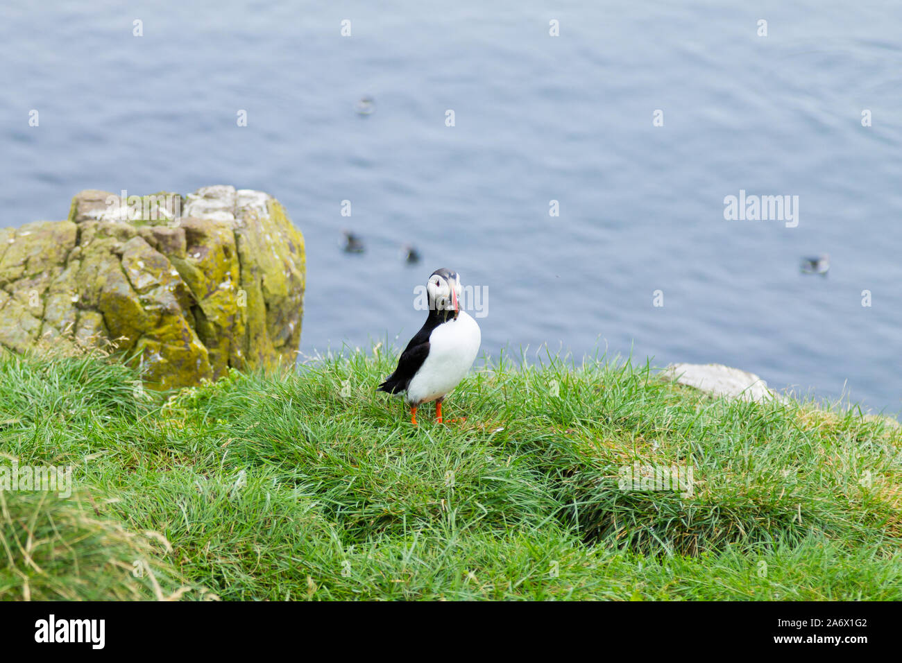 Macareux moine de Borgarfjordur fjord, est de l'Islande. La faune de l'Islande. Macareux moine commun. Fratercula arctica Banque D'Images Macareux moine de Borgarfjordur fjord, est de l'Islande. La faune de l'Islande. Macareux moine commun. Fratercula arctica Banque D'Images