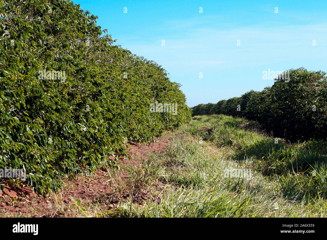 Ferme avec vue sur la plantation de café - Café à la ferme Brésil - Cafe do Brasil - Le café brésilien Banque D'Images