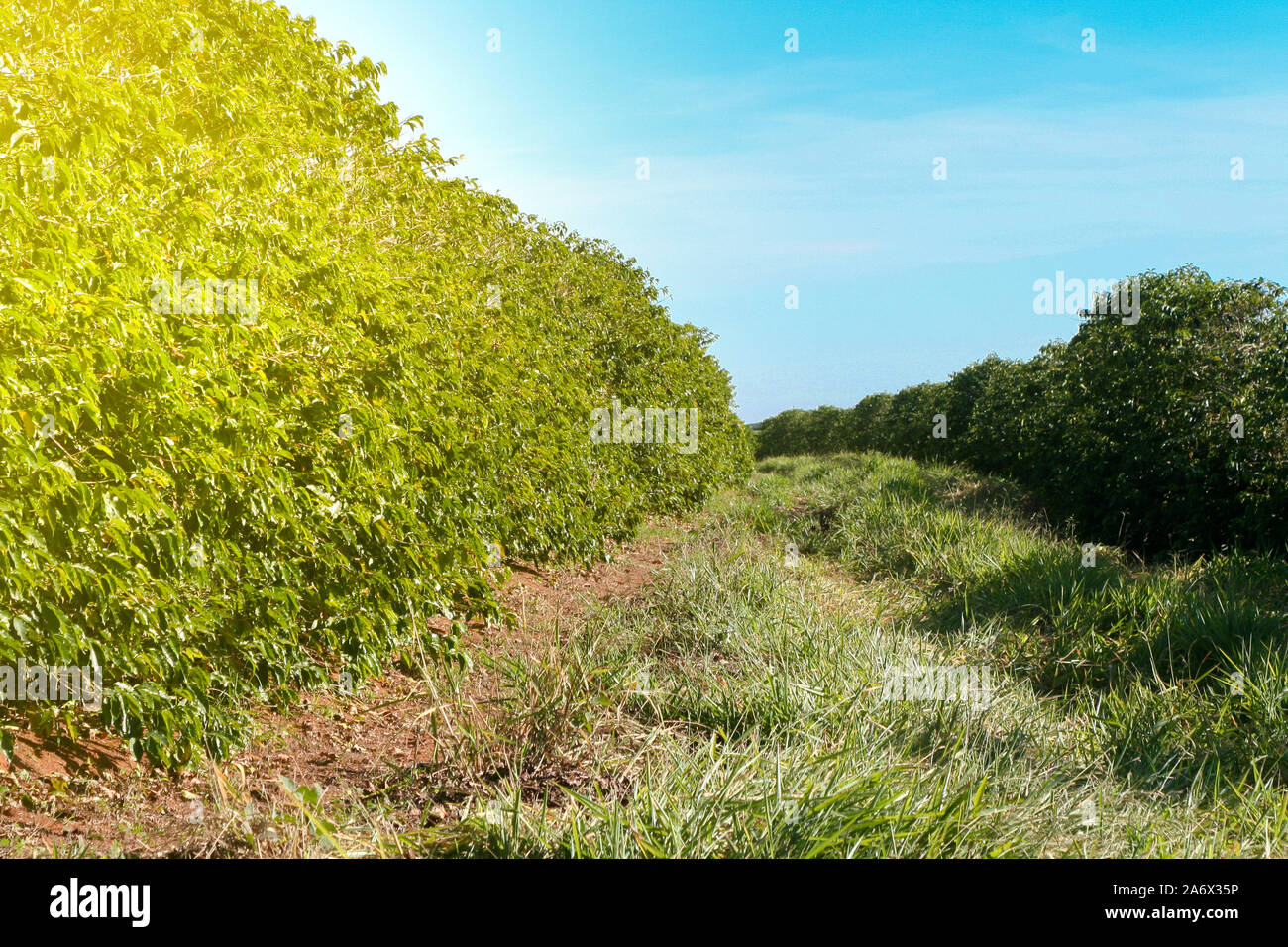 Ferme avec vue sur la plantation de café - Café à la ferme Brésil - Cafe do Brasil - Le café brésilien Banque D'Images