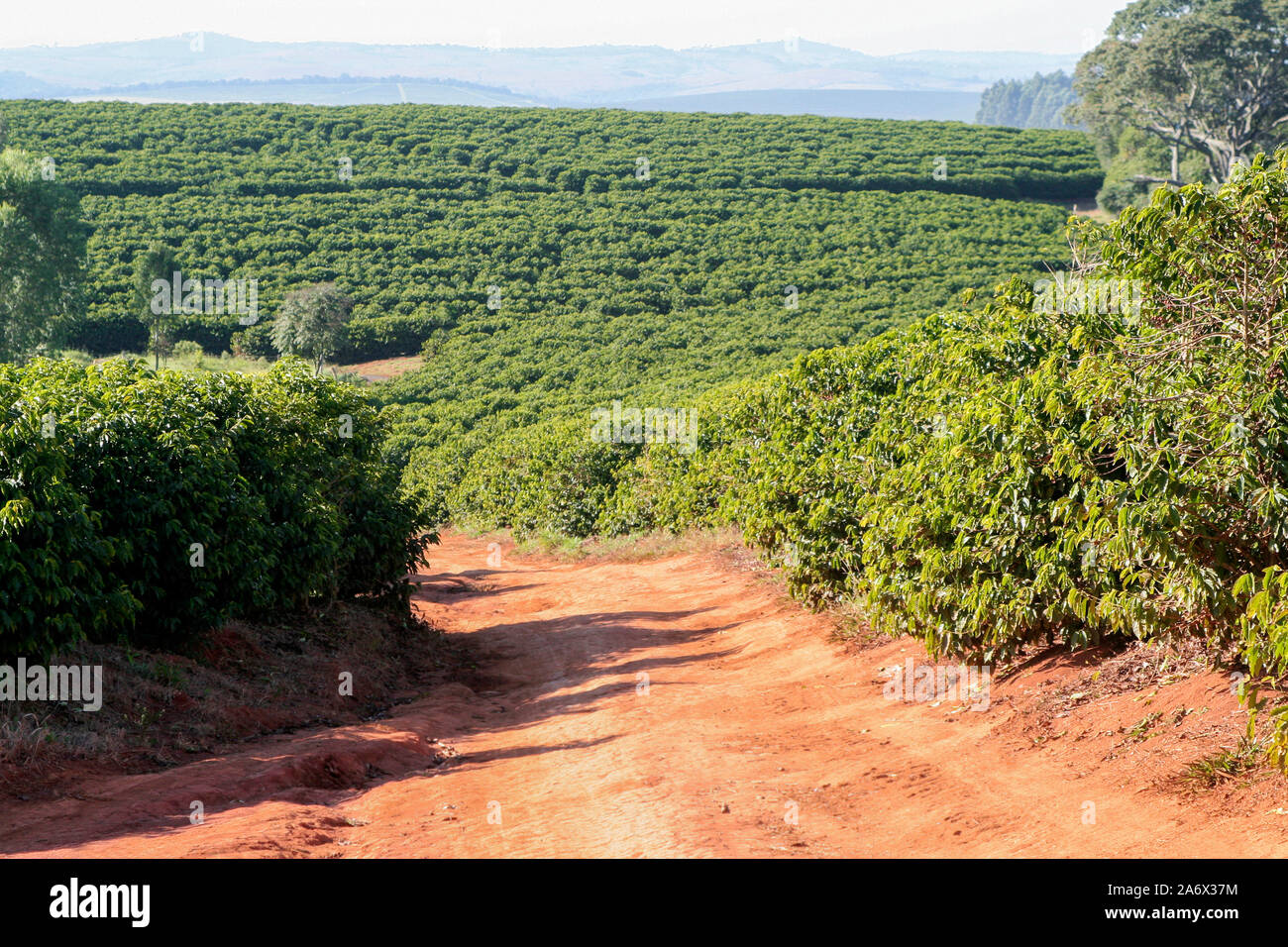 Ferme avec vue sur la plantation de café - Café à la ferme Brésil - Cafe do Brasil - Le café brésilien Banque D'Images