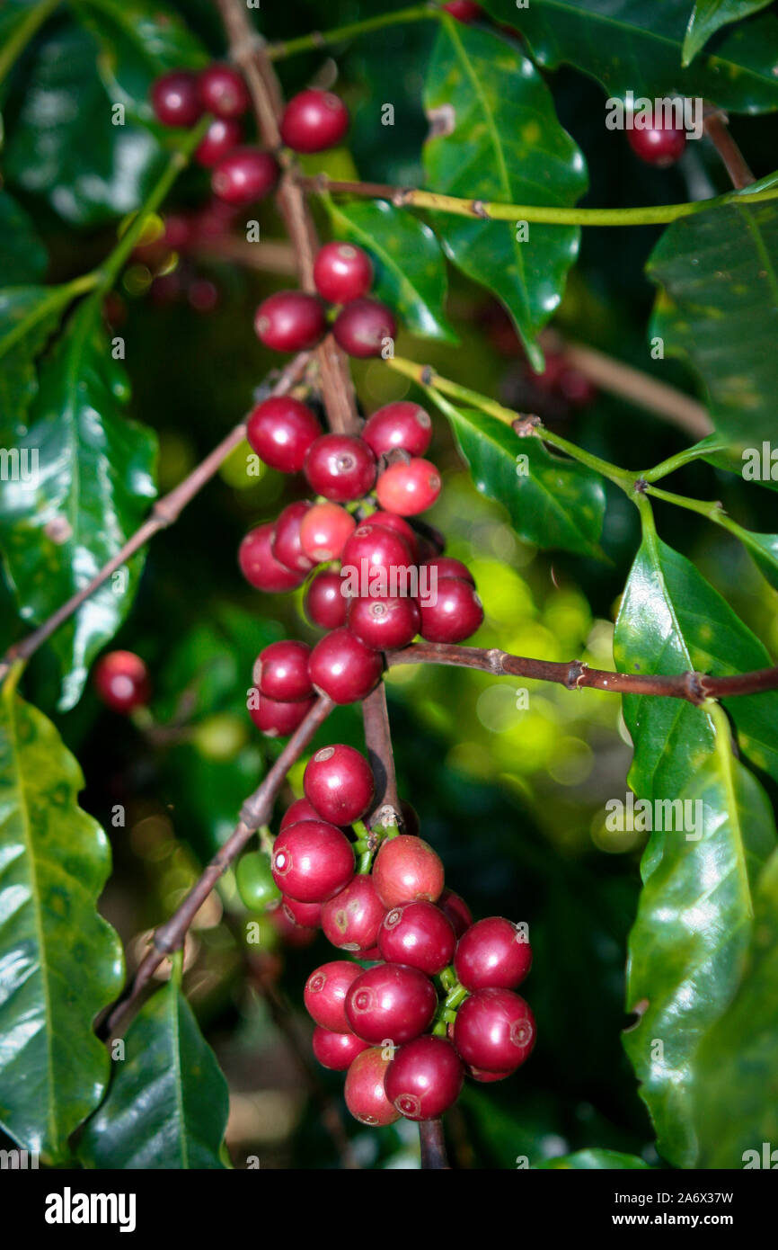 Ferme avec vue sur la plantation de café - Café à la ferme Brésil - Cafe do Brasil - Le café brésilien Banque D'Images