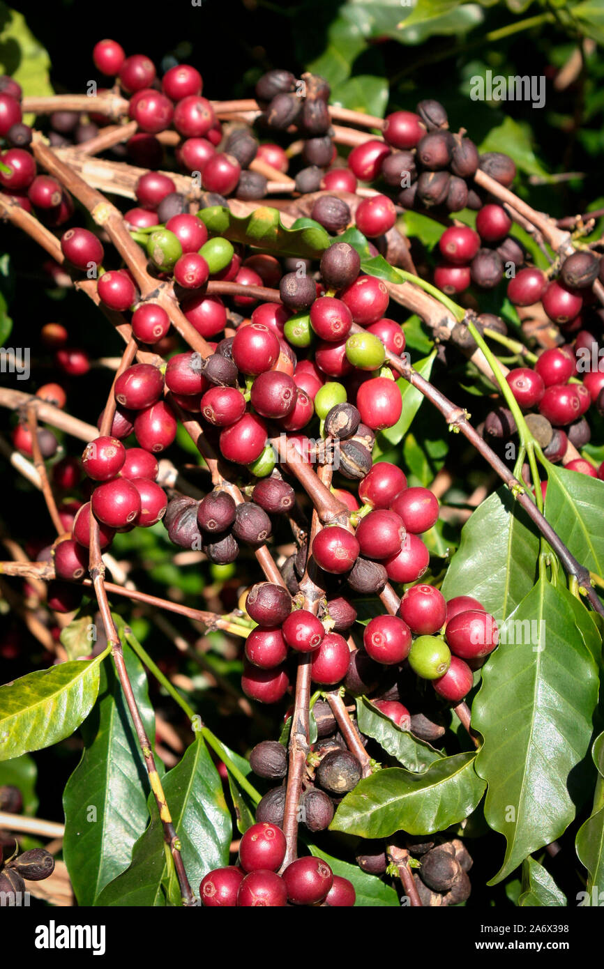 Ferme avec vue sur la plantation de café - Café à la ferme Brésil - Cafe do Brasil - Le café brésilien Banque D'Images