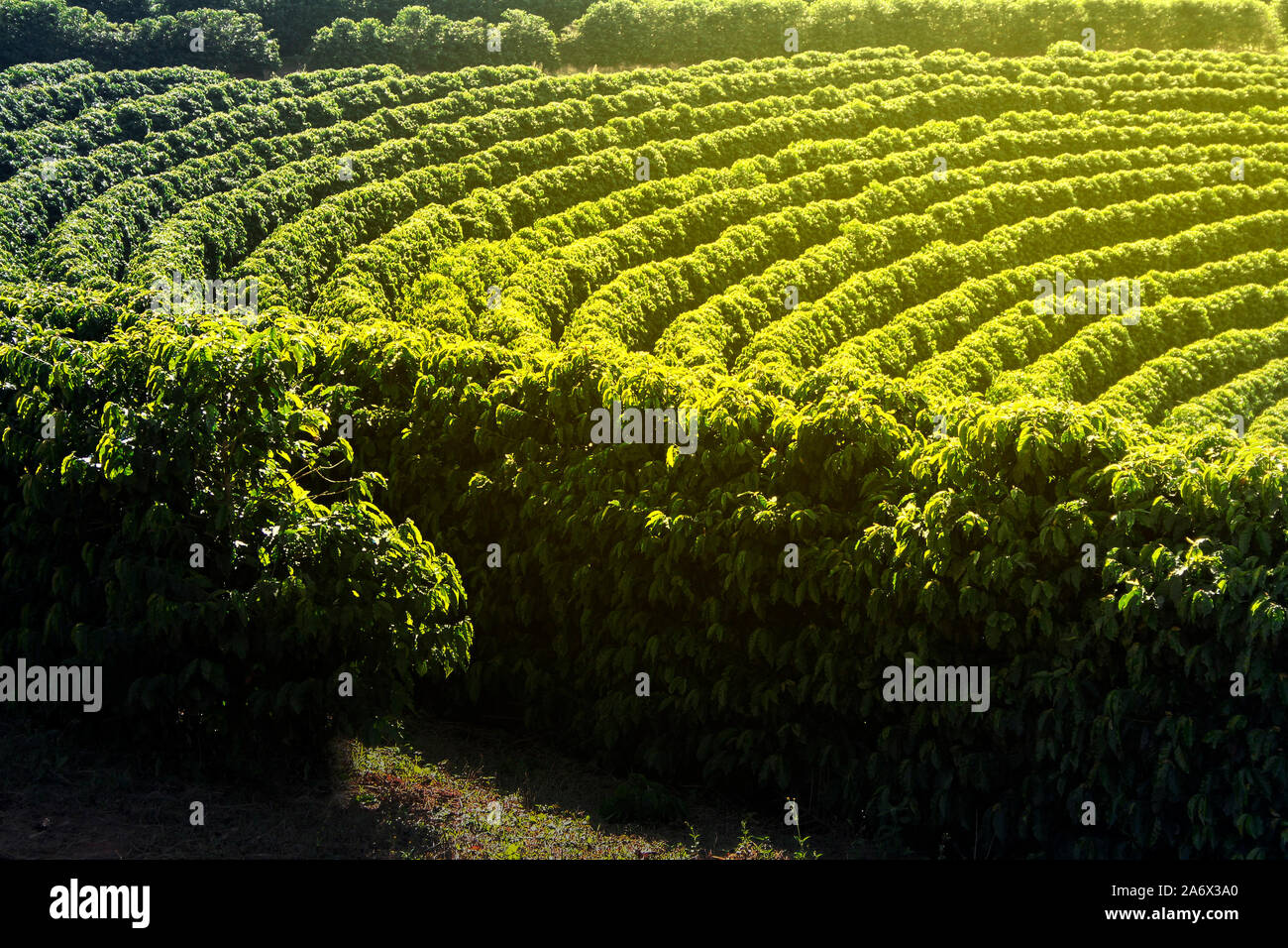 Ferme avec vue sur la plantation de café - Café à la ferme Brésil - Cafe do Brasil - Le café brésilien Banque D'Images
