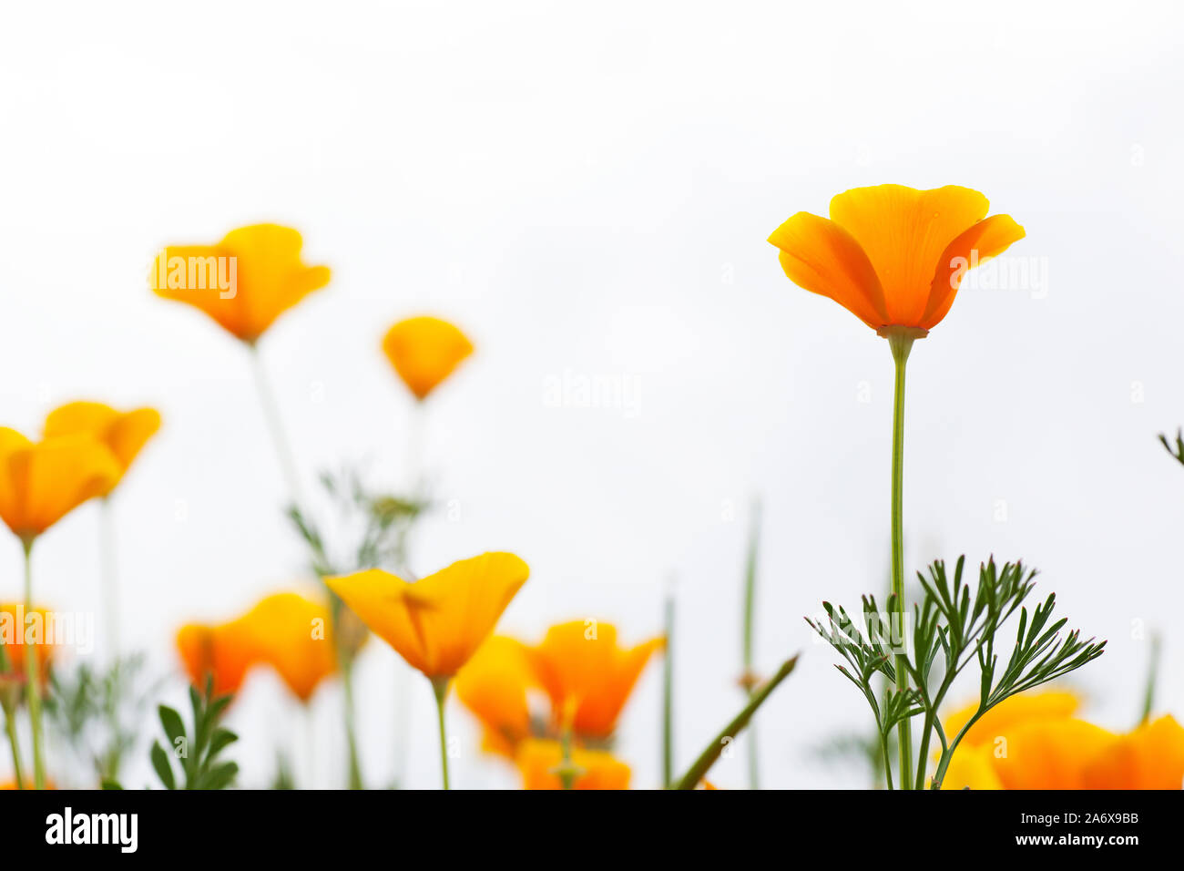 Le Pavot de californie Orange against white background (Eschscholzia californica) Banque D'Images